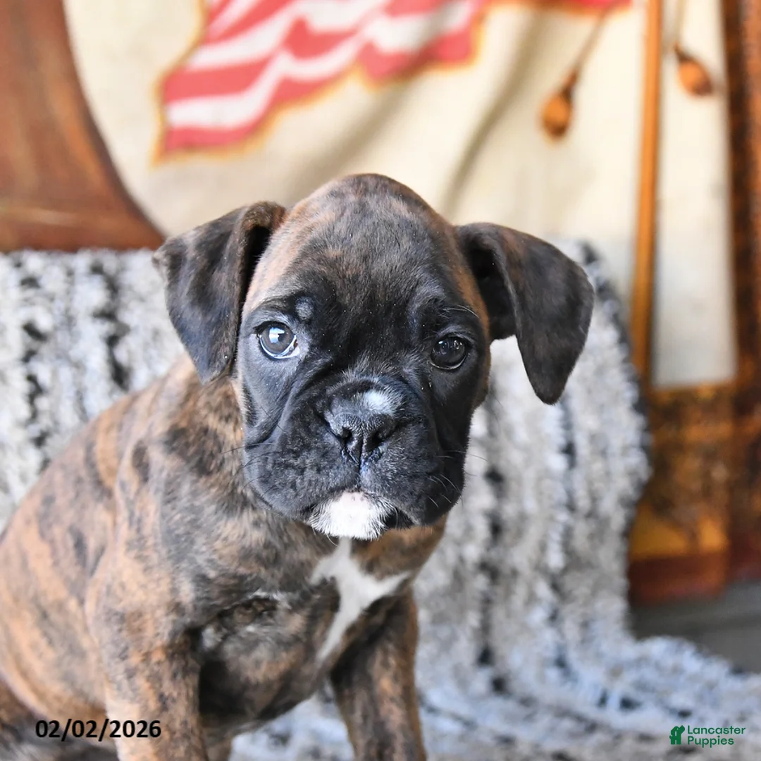Boxer dogs for sale: Bonnie - Ad 2
