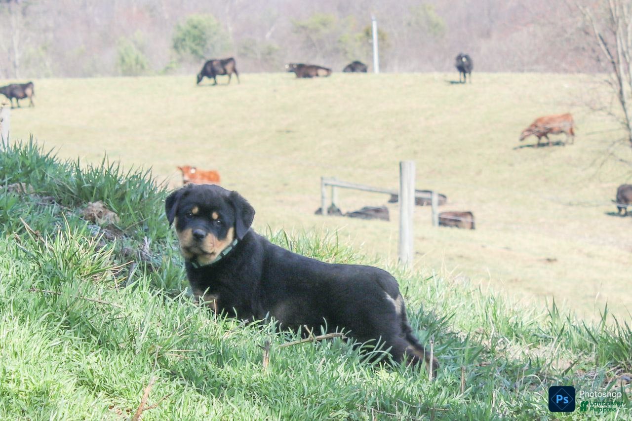 Rottweiler dogs Forest - Ad 1