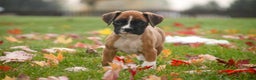 Boxer dogs for sale: Clover - Ad 2