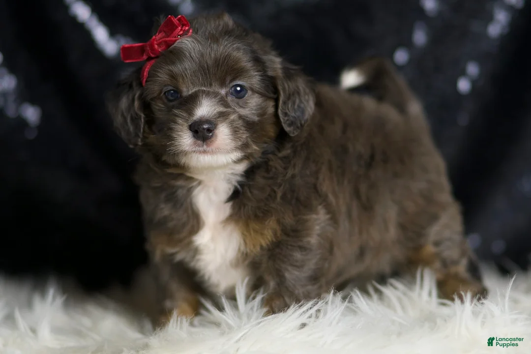 Mini Goldendoodle dogs for sale: Colleen - Ad 2
