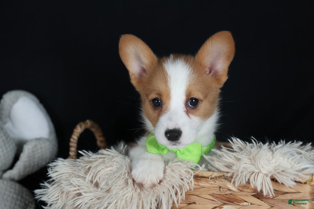Welsh Corgi Pembroke dogs for sale: Hudson - Ad 5