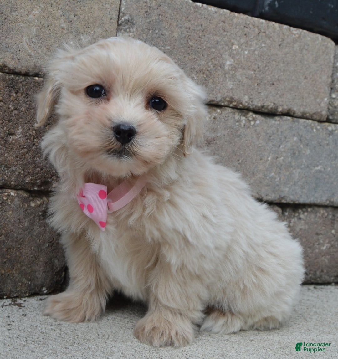 Maltipoo dogs for sale: Marley - Ad 8