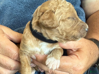 Goldendoodle dogs Male Black Collar(Romeo) - Ad 36