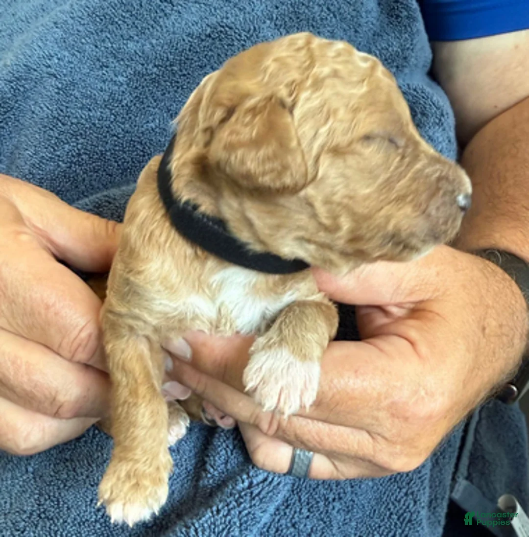 Goldendoodle dogs for sale: Male Black Collar(Romeo) - Ad 1