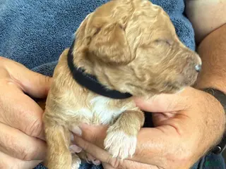 Goldendoodle dogs Male Black Collar(Romeo) - Ad 5