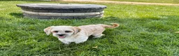 Lhasa Apso dogs for sale: Sammy - Ad 4