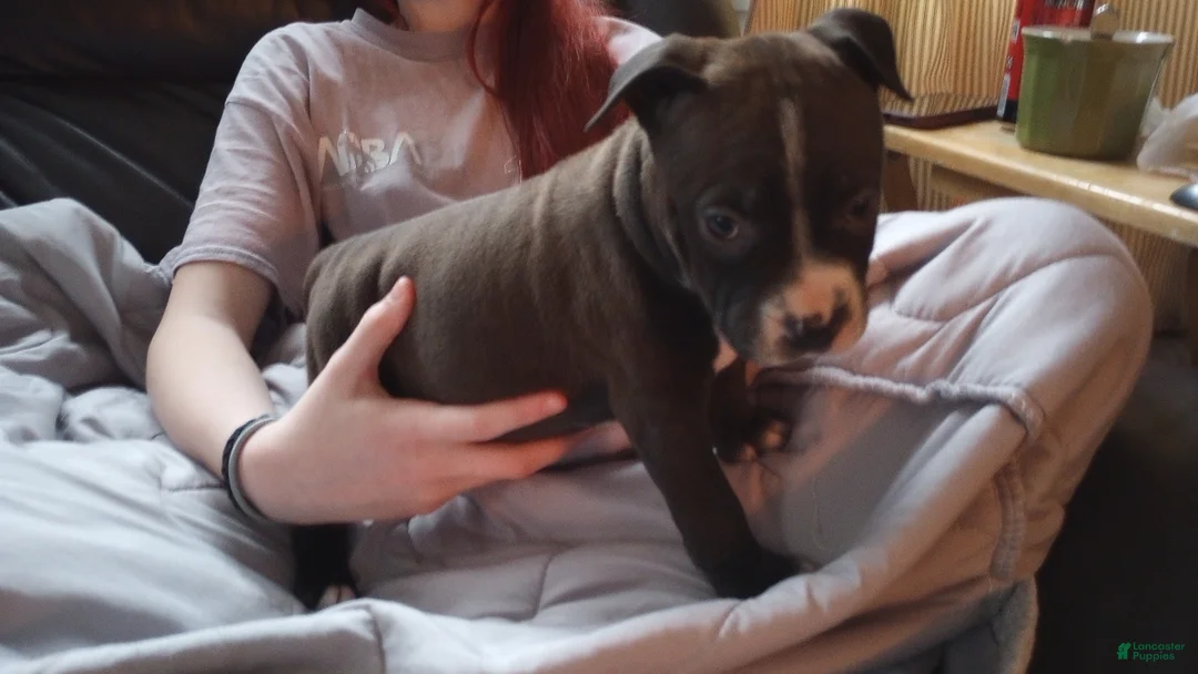 American Bully dogs for sale: Jaclyn Bouzakis - Ad 1