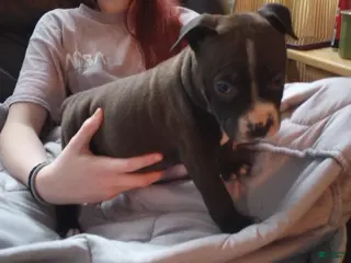 American Bully dogs Jaclyn Bouzakis - Ad 4