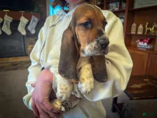 Basset Hound dogs Star - Ad 7