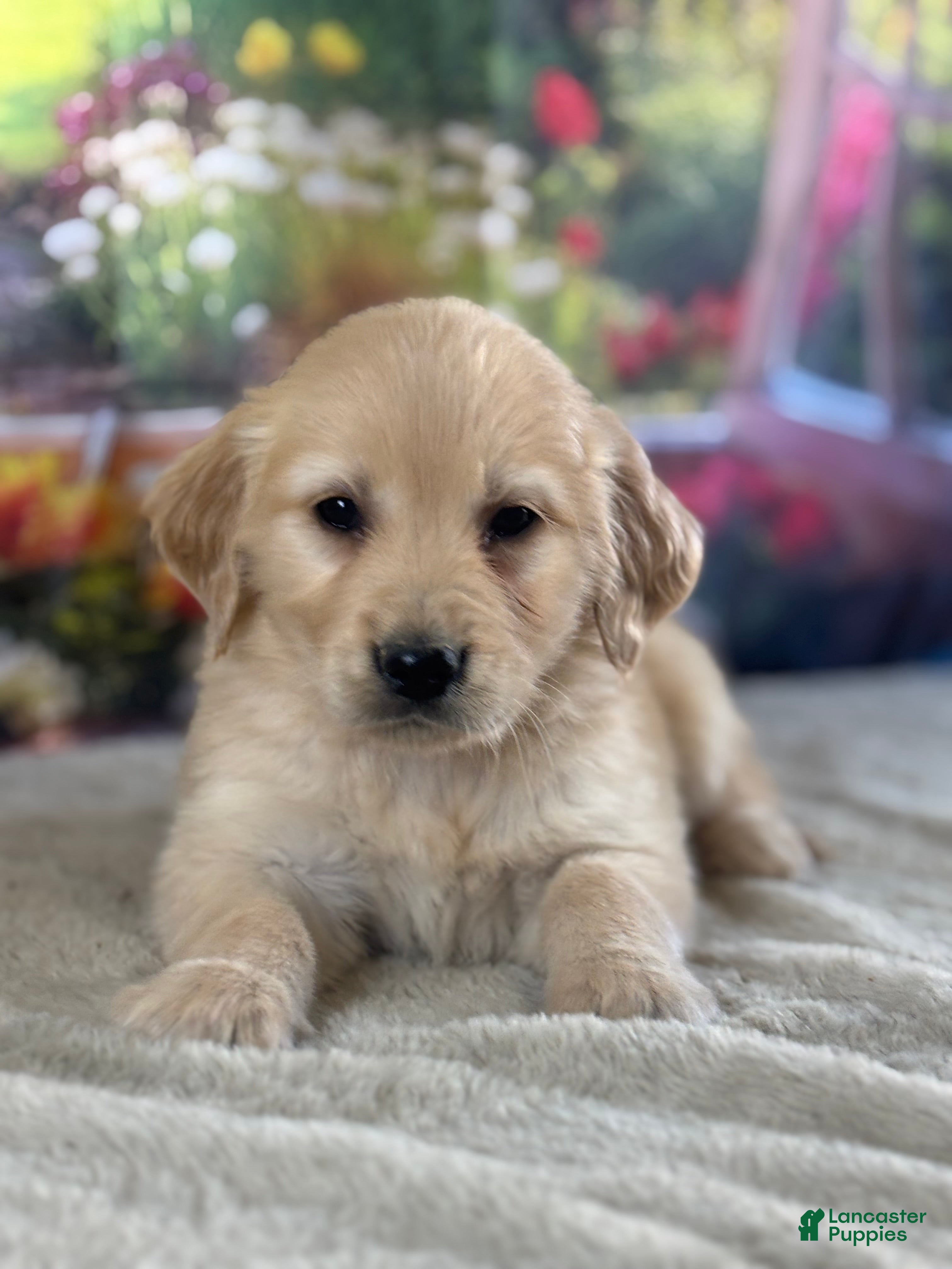 Golden Retriever dogs  Pepper - Ad 2