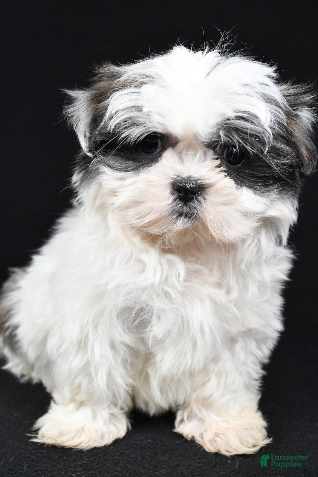 Shih Tzu dogs for sale: Benny - Ad 9