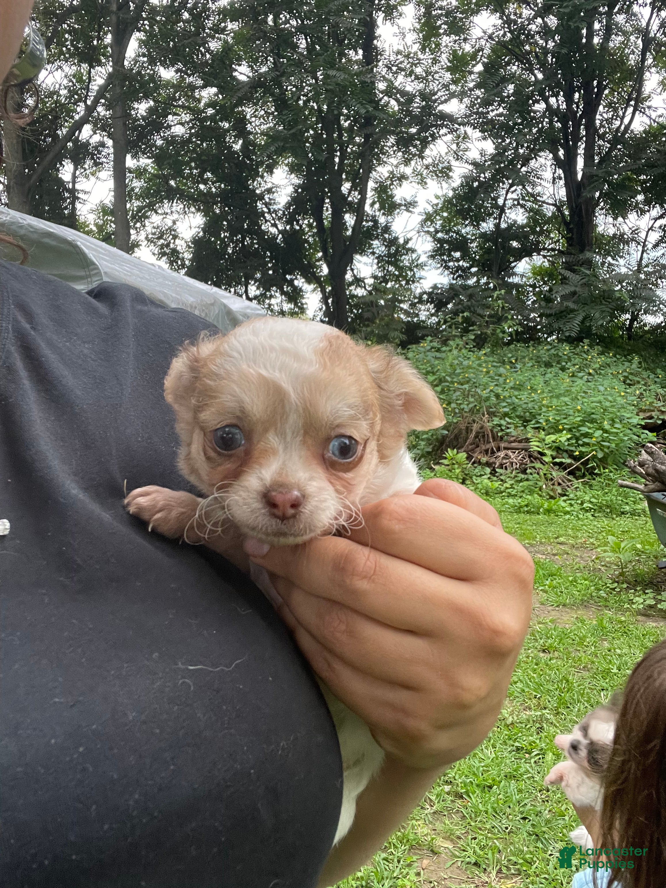Chihuahua dogs Rio - Ad 2