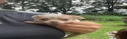 Chihuahua dogs for sale: Rio - Ad 1
