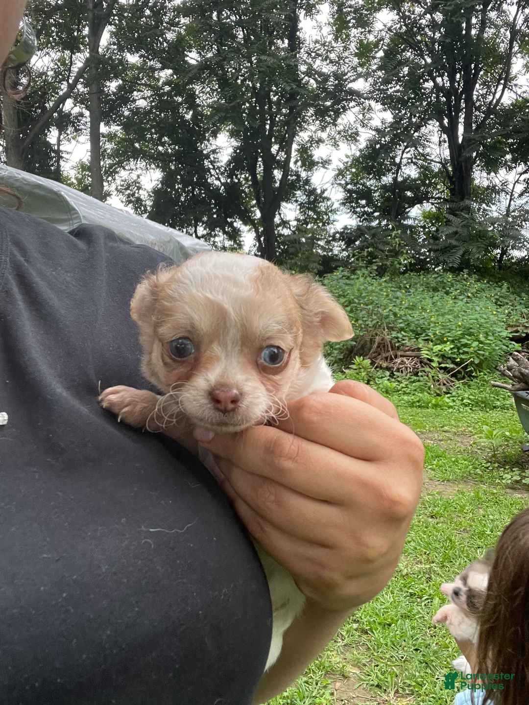 Chihuahua dogs for sale: Rio - Ad 1