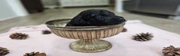 Standard Poodle dogs for sale: Ember - Ad 3