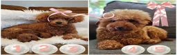 Mixed Breed dogs for sale: Toy Poodles - Ad 4