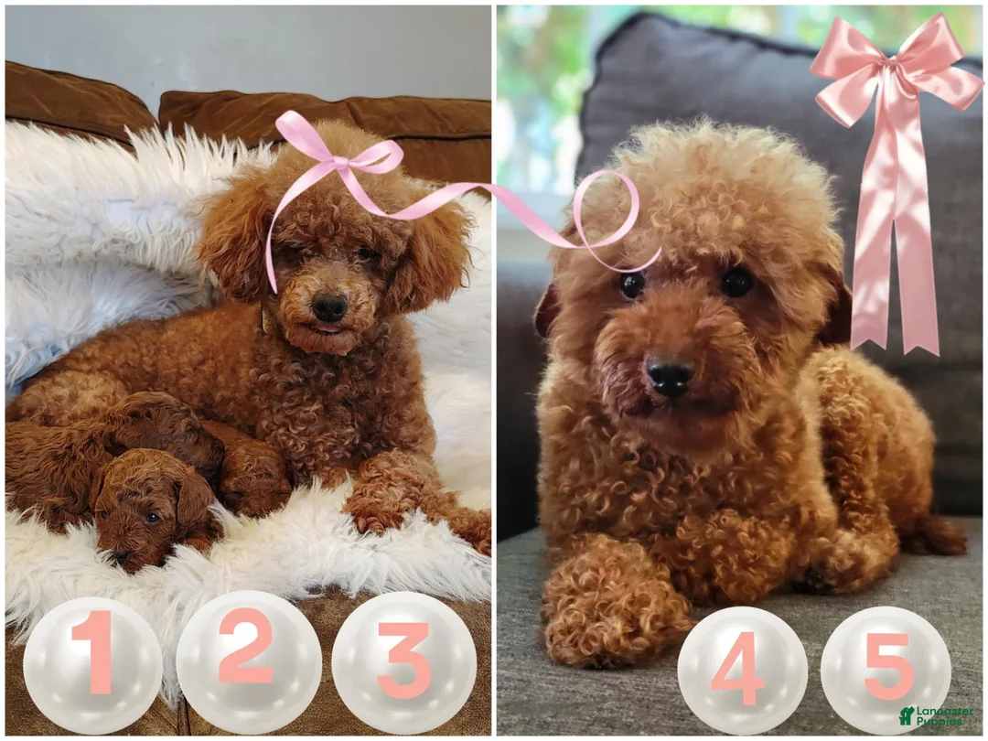 Mixed Breed dogs for sale: Toy Poodles - Ad 4