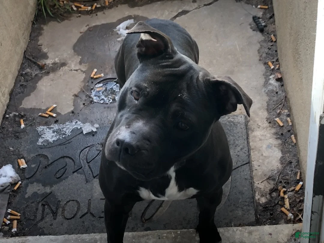 American Bully dogs for stud: pet quality  in Clinton - Ad 2