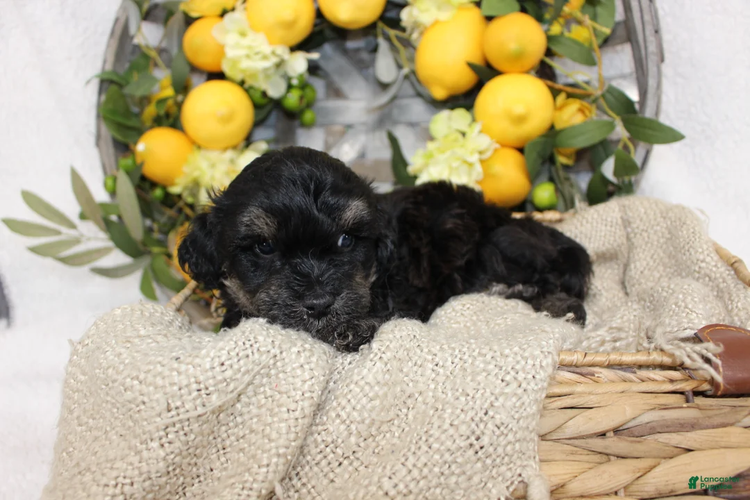 Mini Aussiedoodle dogs for sale: Birdie- F1B Mini AussieDoodle Girl in NC- Brown Phantom - Ad 6
