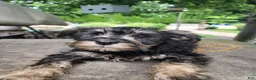 Miniature Schnauzer dogs for sale: Happy - Ad 4