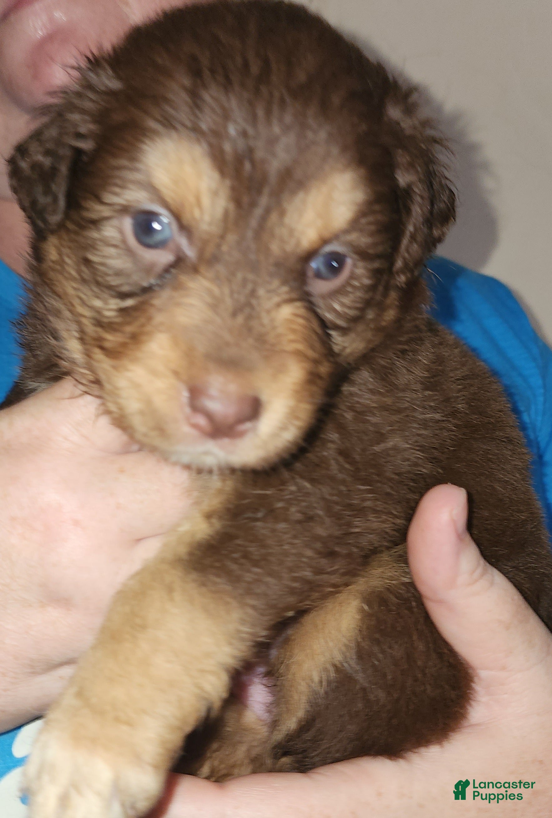 Australian Shepherd dogs Australian Shepherd Red Tri Female 2 - Ad 1