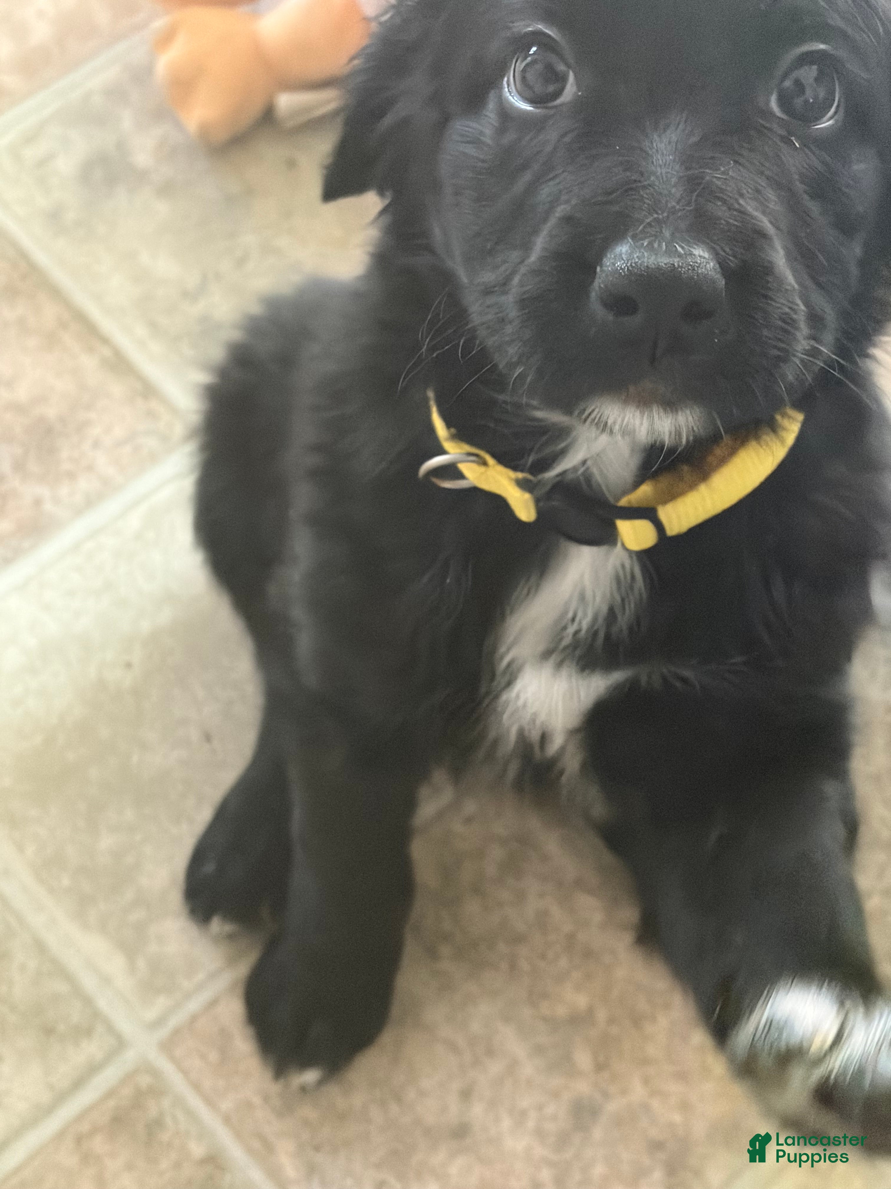 Aussiedoodle dogs Clover - Ad 14