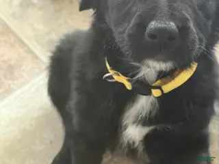 Aussiedoodle dogs Clover - Ad 4