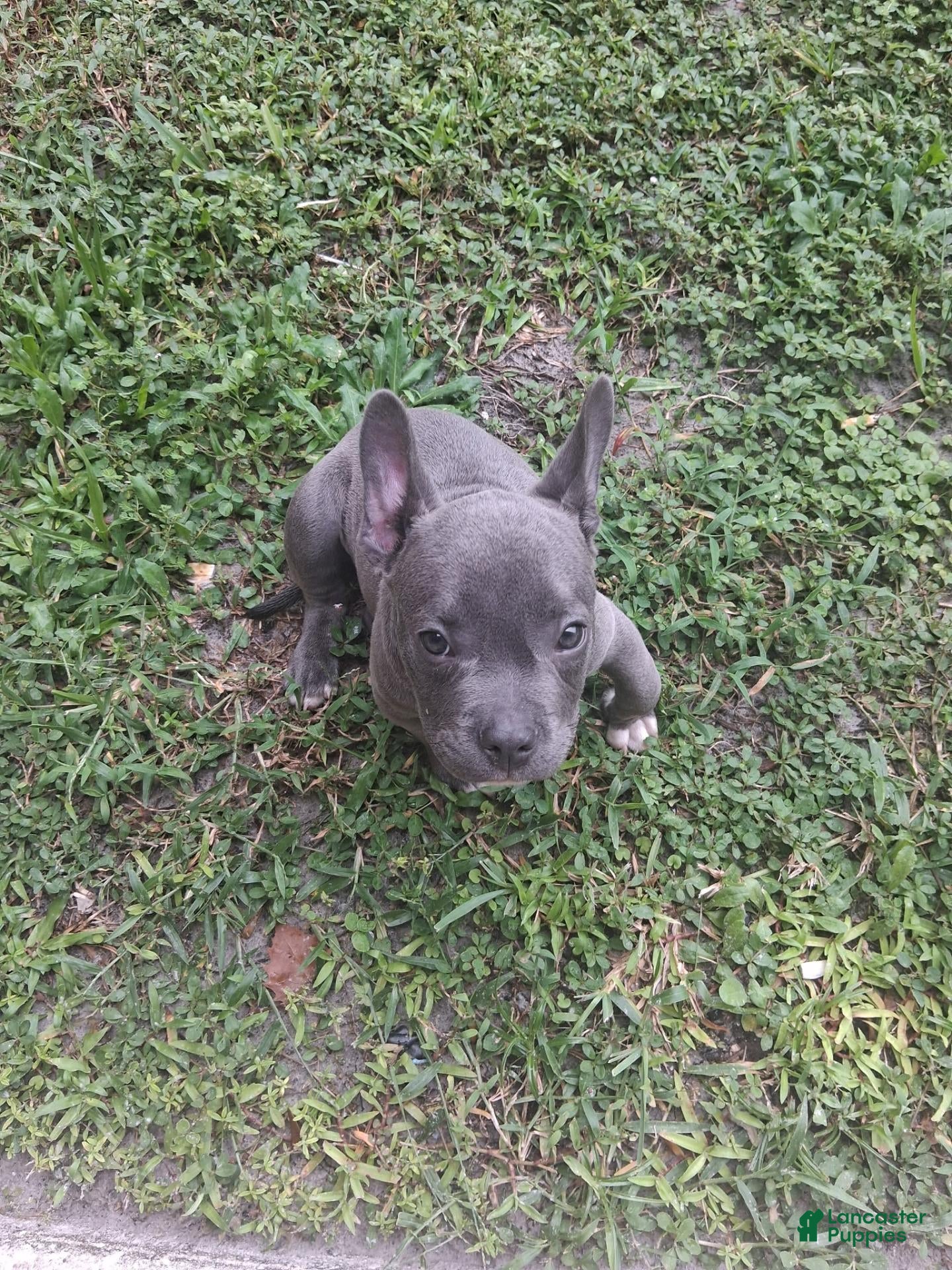 Mixed Breed dogs Mixed Breed 1 - Ad 42