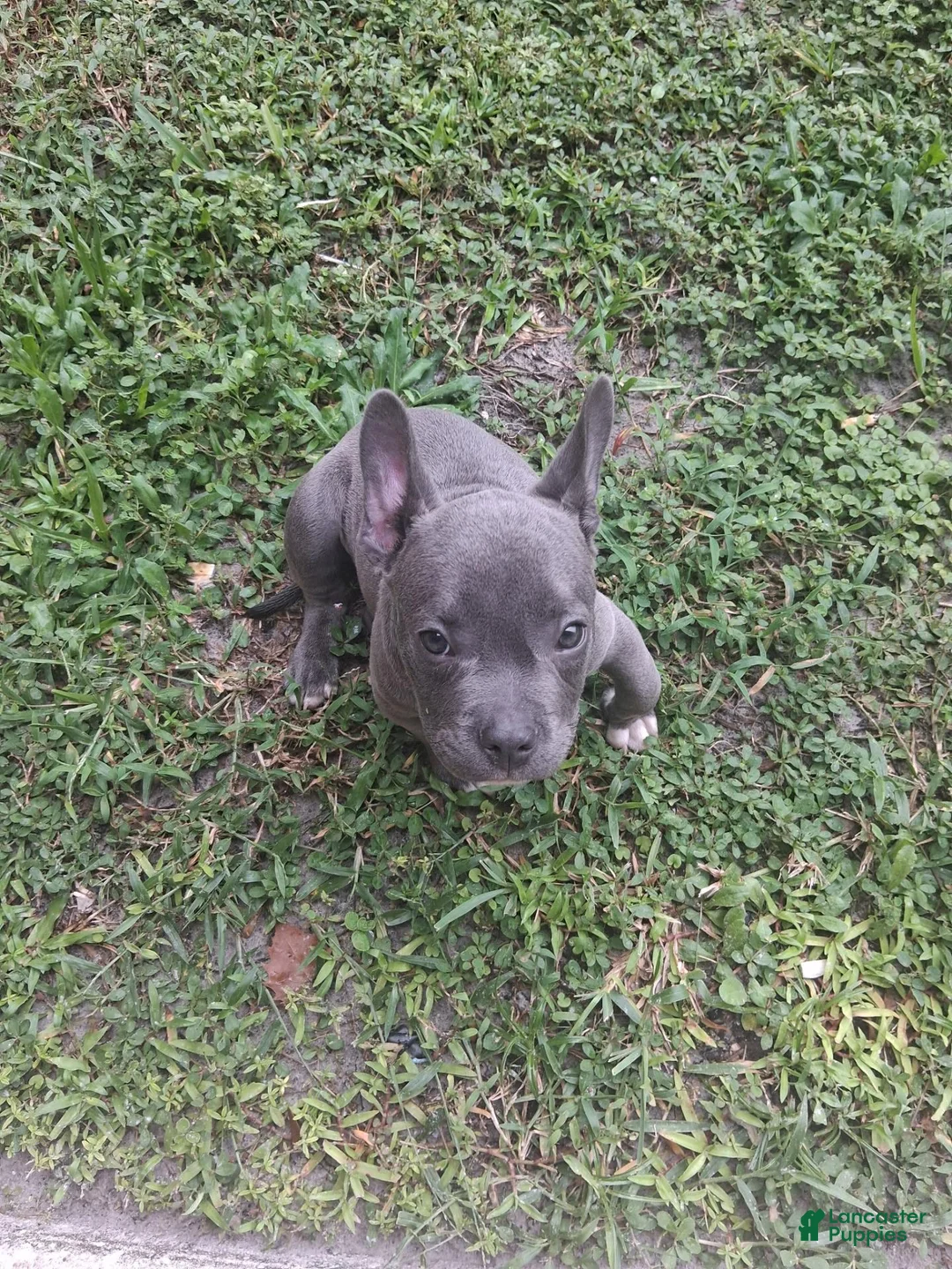 Mixed Breed dogs for sale: Mixed Breed 1 - Ad 1