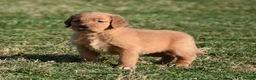Golden Retriever dogs for sale: Tammy     Genetic/OFA - Ad 4