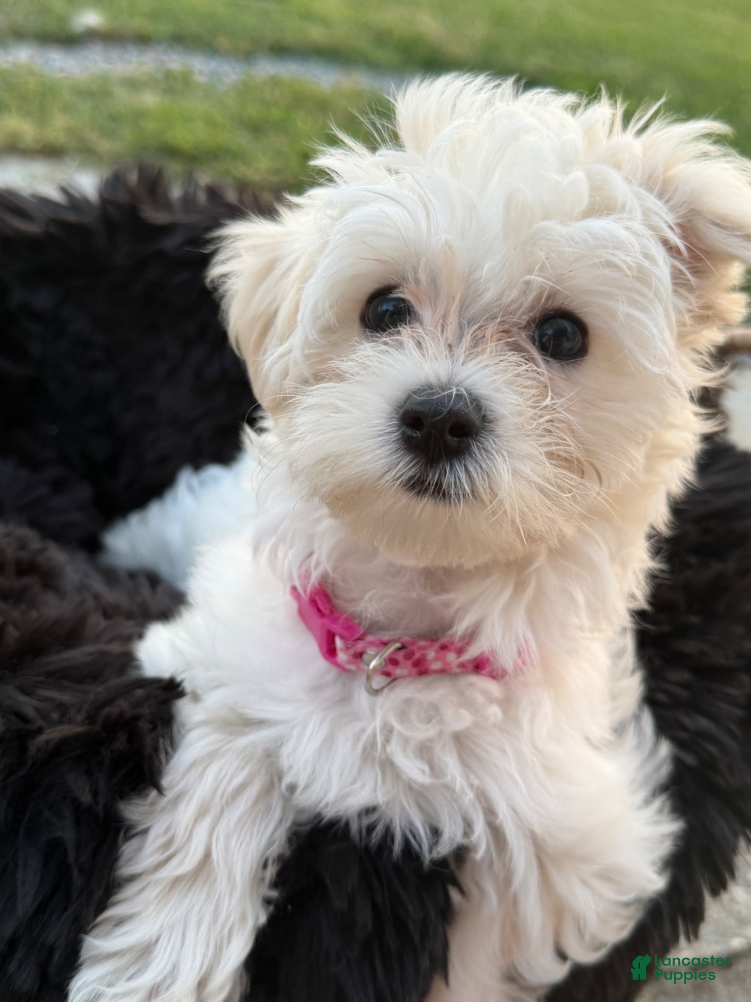 Maltipoo dogs Maltipoo Puppy 1 - Ad 20