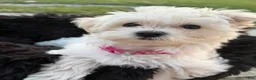 Maltipoo dogs for sale: Maltipoo Puppy 1 - Ad 1