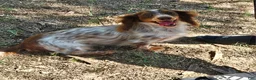Miniature Dachshund dogs for sale: Carter - Ad 5