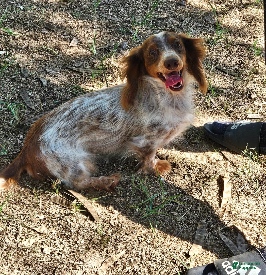 Miniature Dachshund dogs for sale: Carter - Ad 5