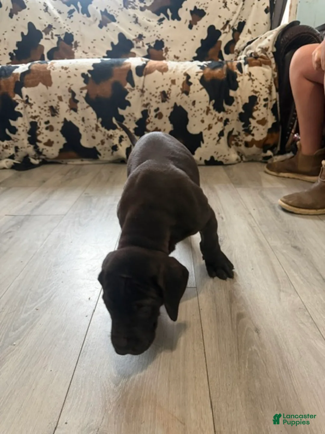Great Dane dogs for sale: Brisket - Ad 2