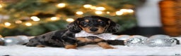 Miniature Dachshund dogs for sale: Macy - Ad 6