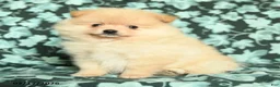 Pomeranian dogs for sale: Sweet Heart - Ad 4
