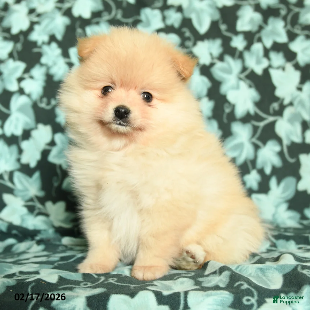 Pomeranian dogs for sale: Sweet Heart - Ad 4