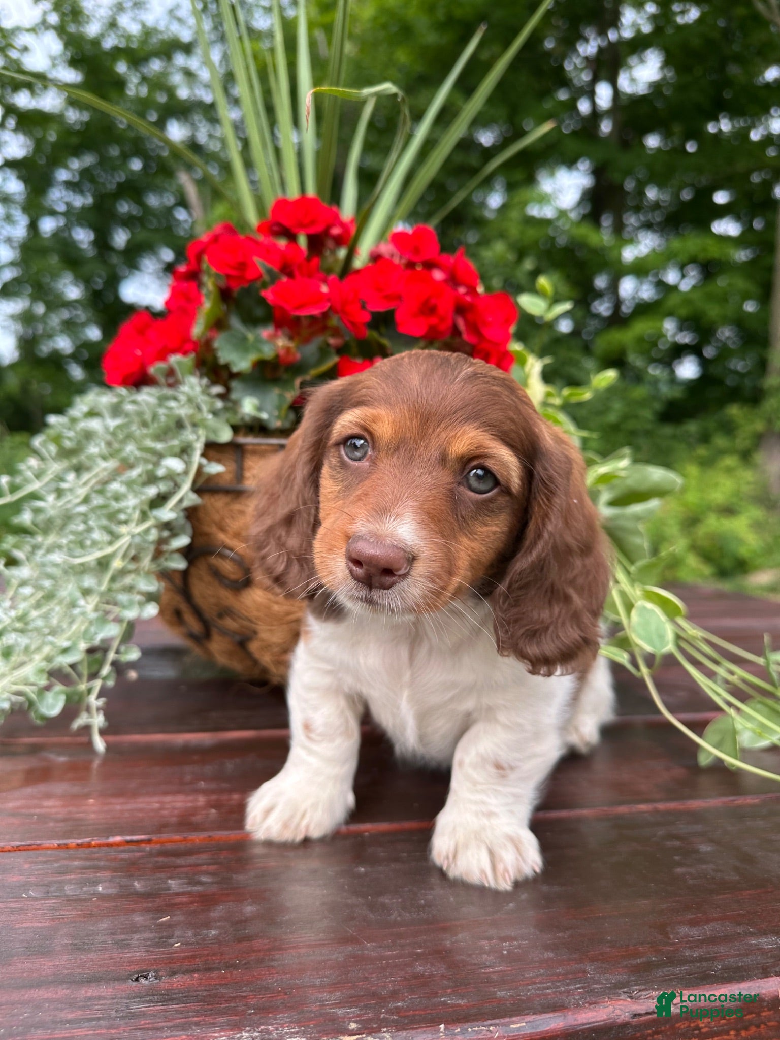 Miniature Dachshund dogs for sale: Charlie - Ad 4