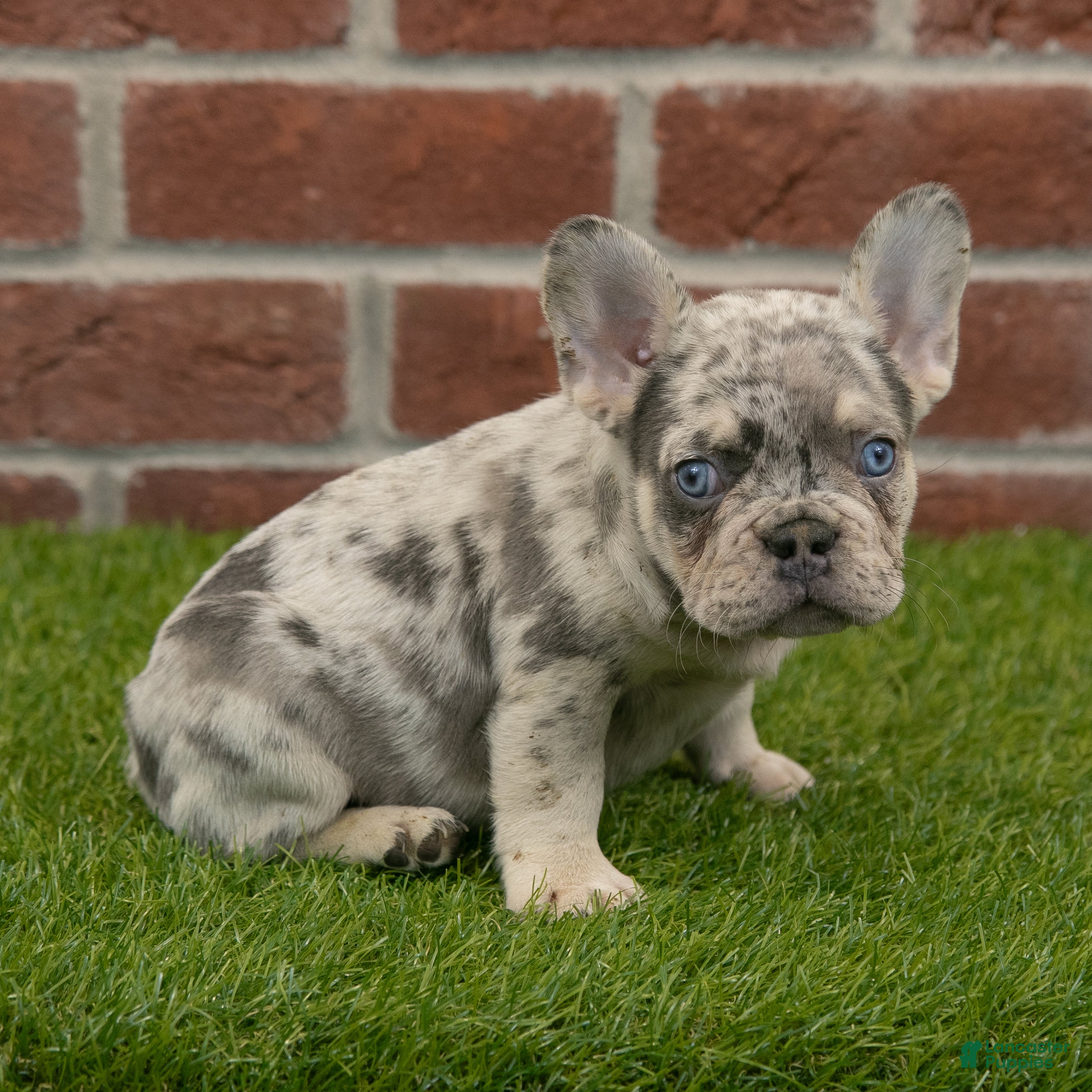 French Bulldog dogs Cooper - Ad 13