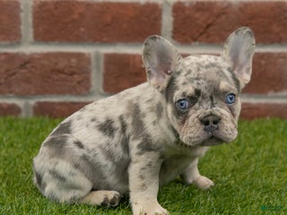 French Bulldog dogs Cooper - Ad 13