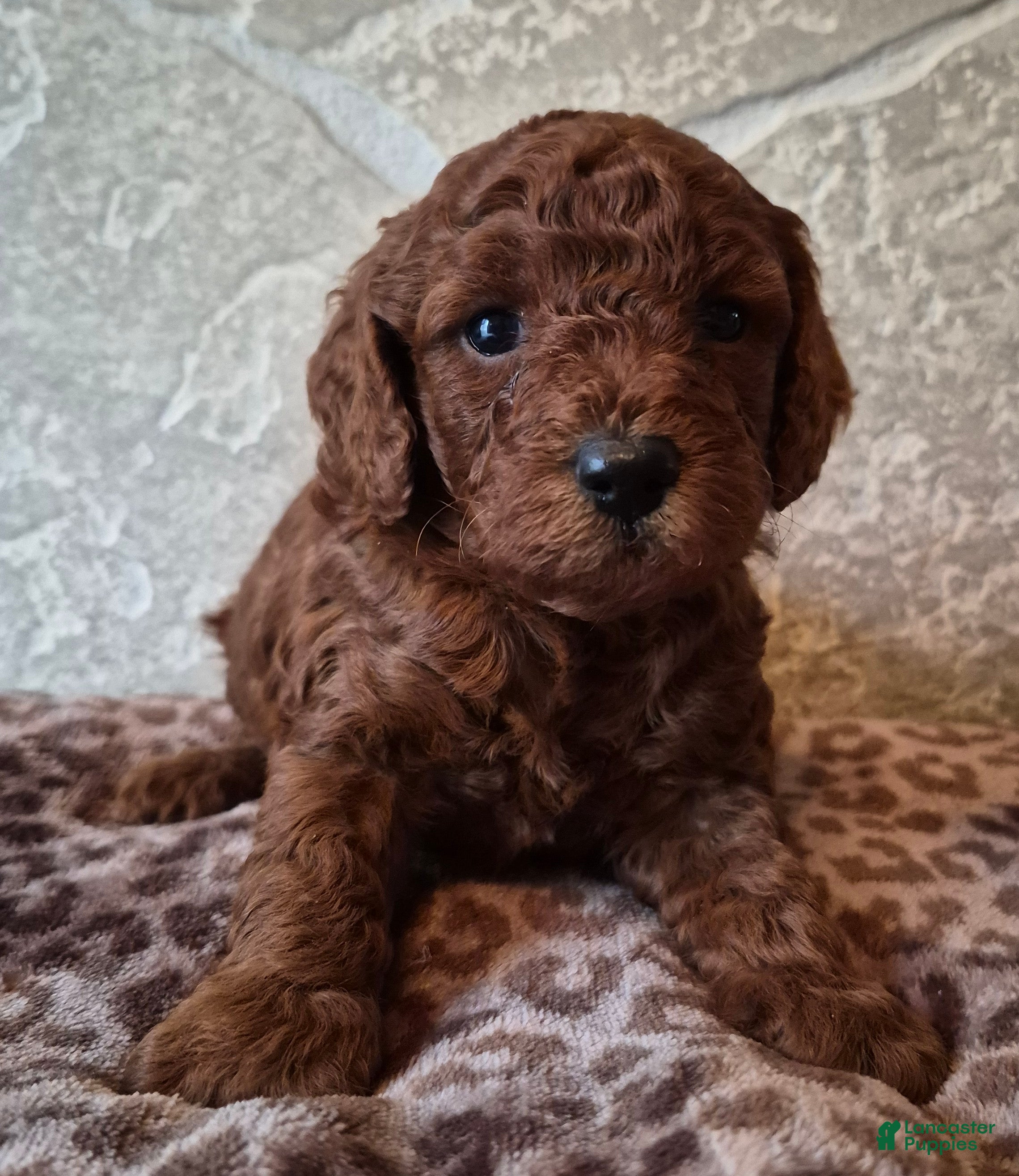 Cavapoo dogs for sale: Autumn - Ad 1