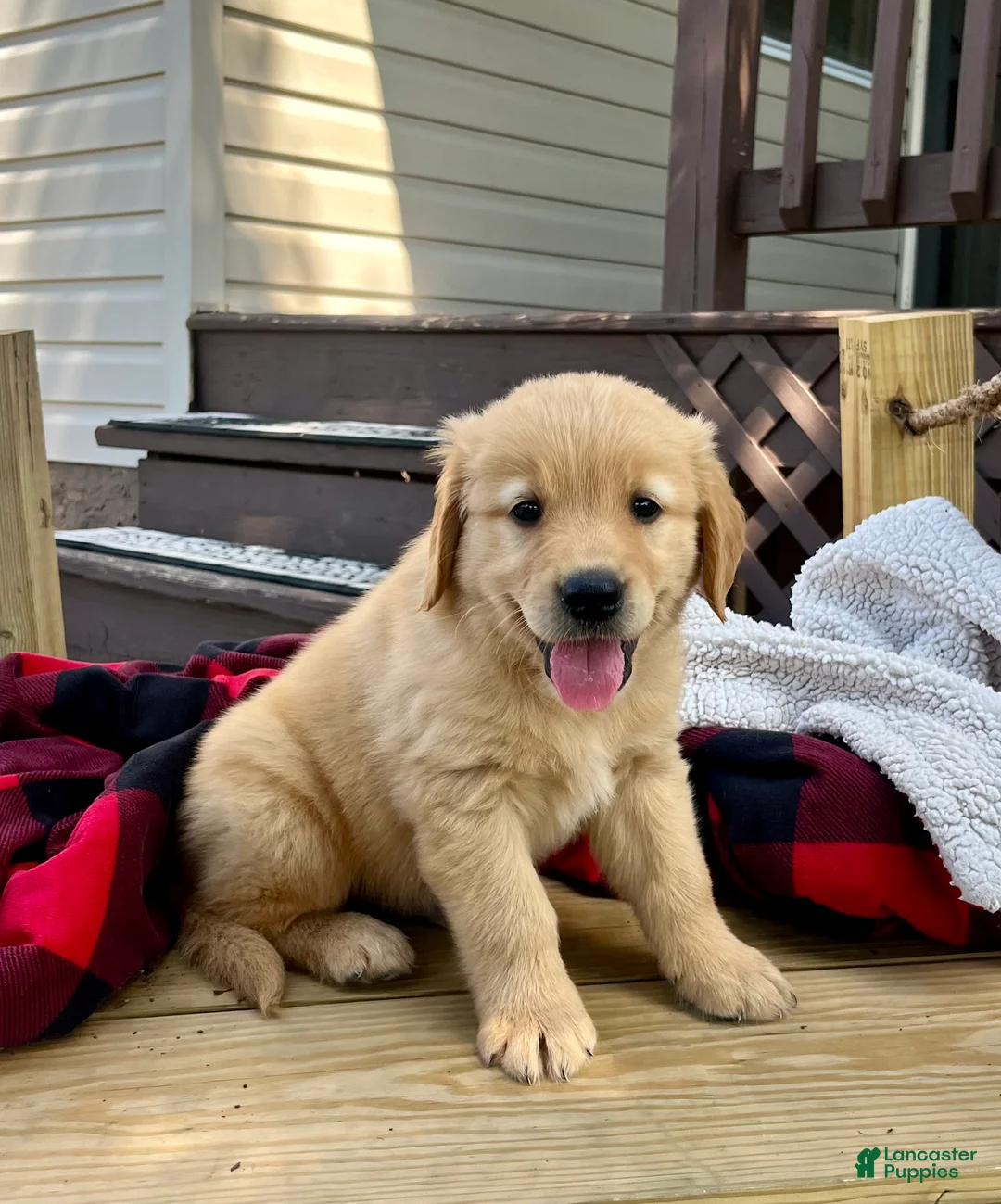 Golden Retriever dogs for sale: Hunter❤️AKC Registered - Ad 1