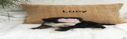 Mini Bernedoodle dogs for sale: Lucy  - Ad 6