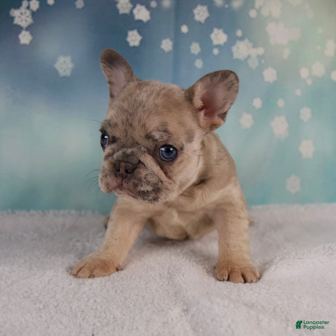 French Bulldog dogs for sale: Macy - Ad 10