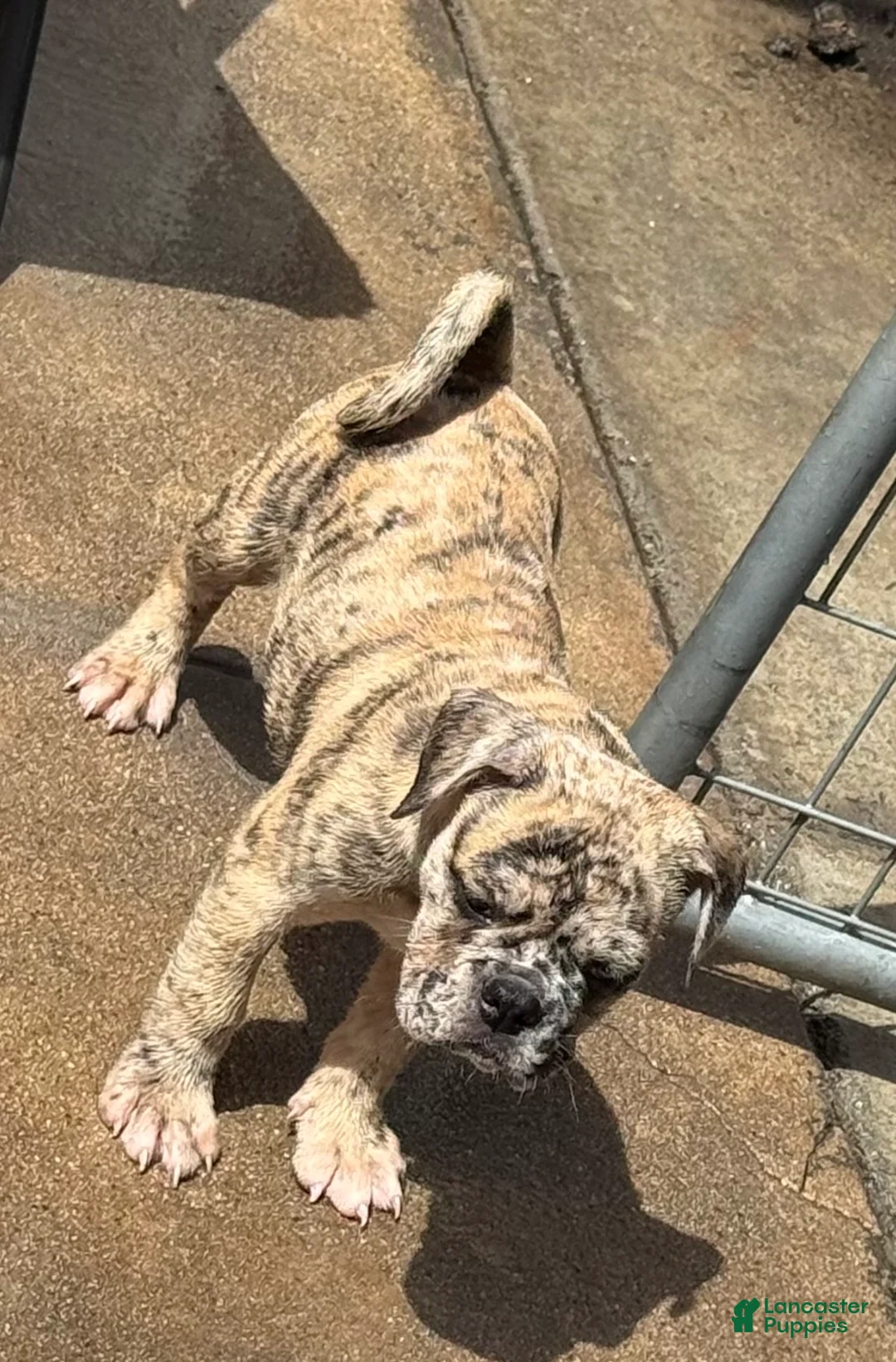 Olde English Bulldogge dogs for sale: Olde English Bulldogge 2 - Ad 2