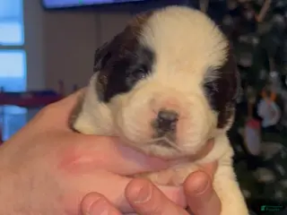 Saint Bernard dogs Tugs 🪢 - Ad 16