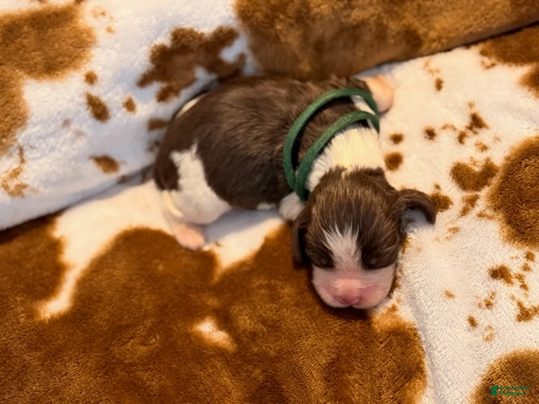 English Springer Spaniel dogs for sale: Liver Tri tick-Male - Ad 2