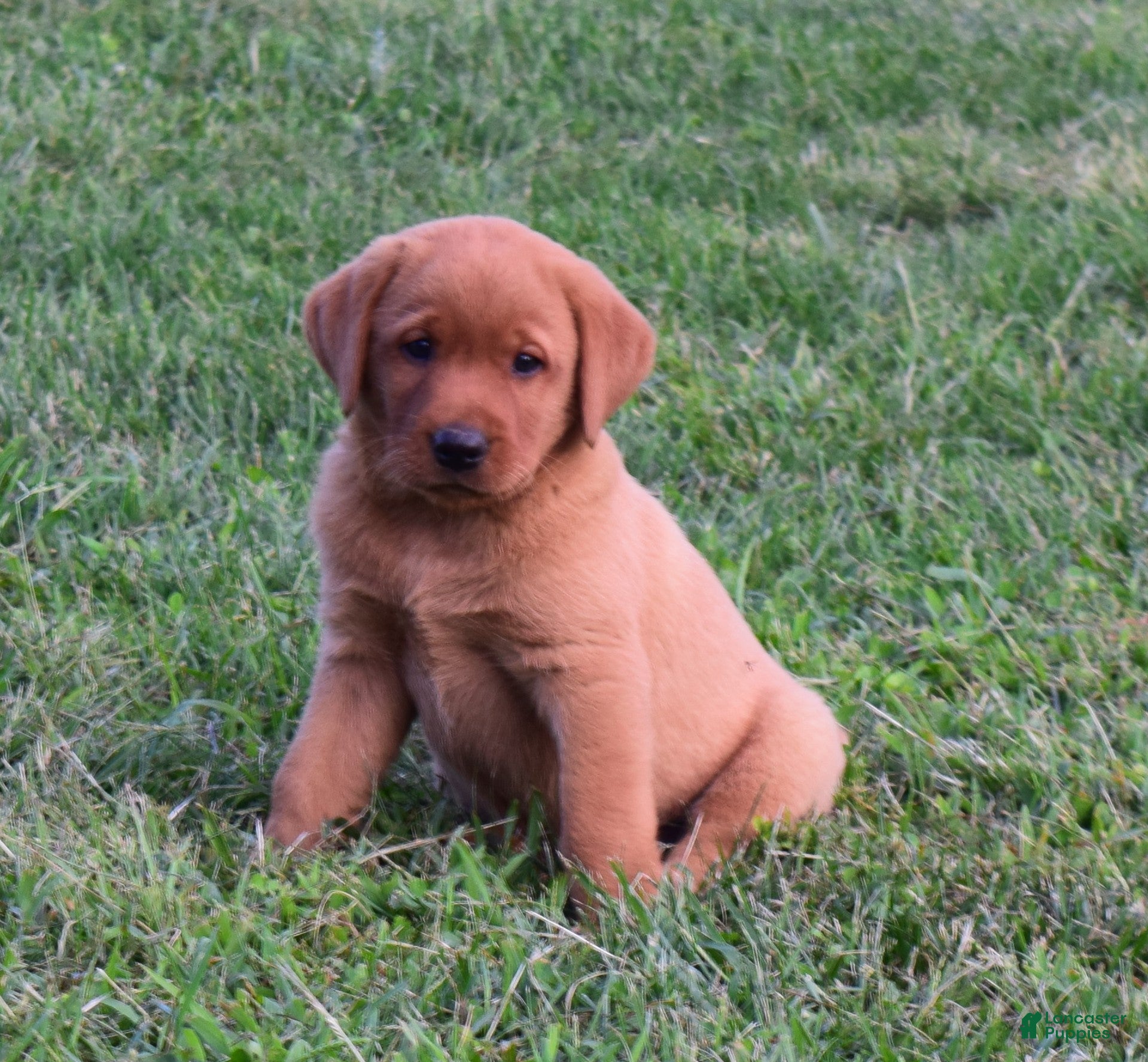 Labrador Retriever dogs for sale: Sunny - Ad 4