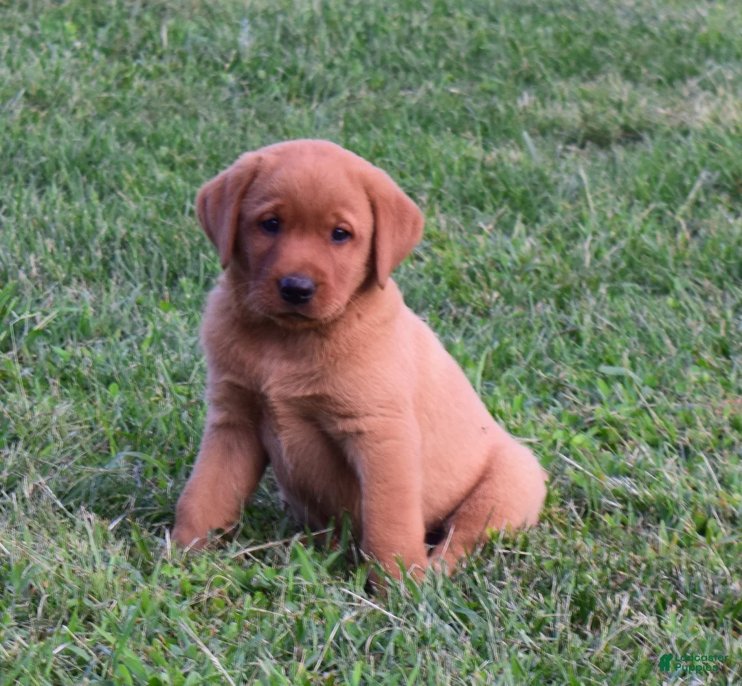 Labrador Retriever dogs for sale: Sunny - Ad 1